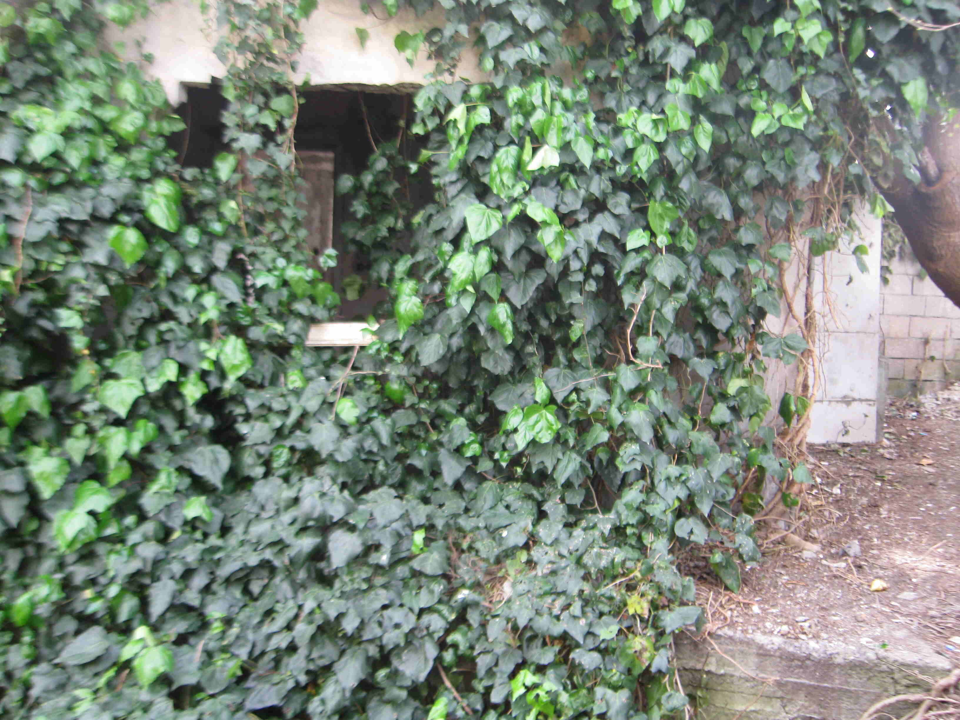 00-covered-in-ivy
